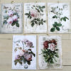 Flora rosor mix A4