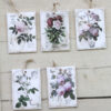 Samlingsbild Flora rosor mini