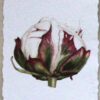 Pion 1 foto