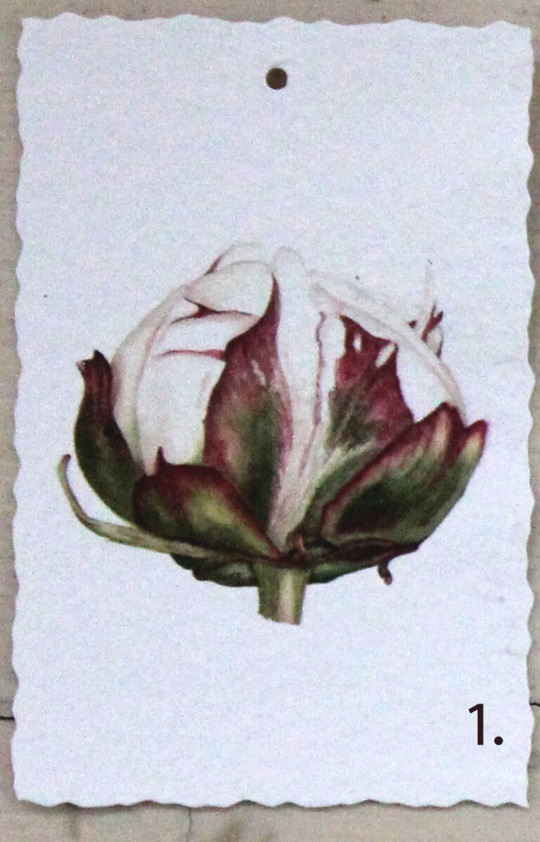 Pion 1 foto