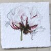 Pion 2