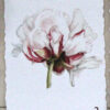 Pion 2 foto