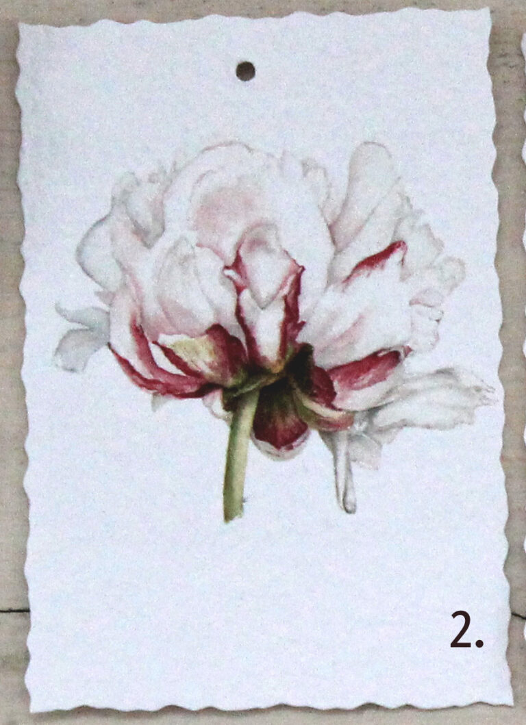 Pion 2 foto