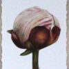 Pion 3 foto
