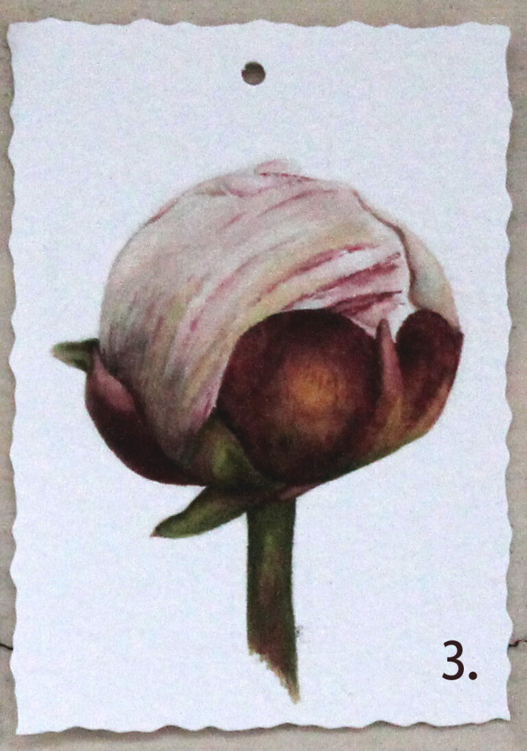 Pion 3 foto