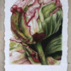 Pion 4 foto